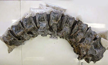 primer fósil de dinosaurio en Colombia